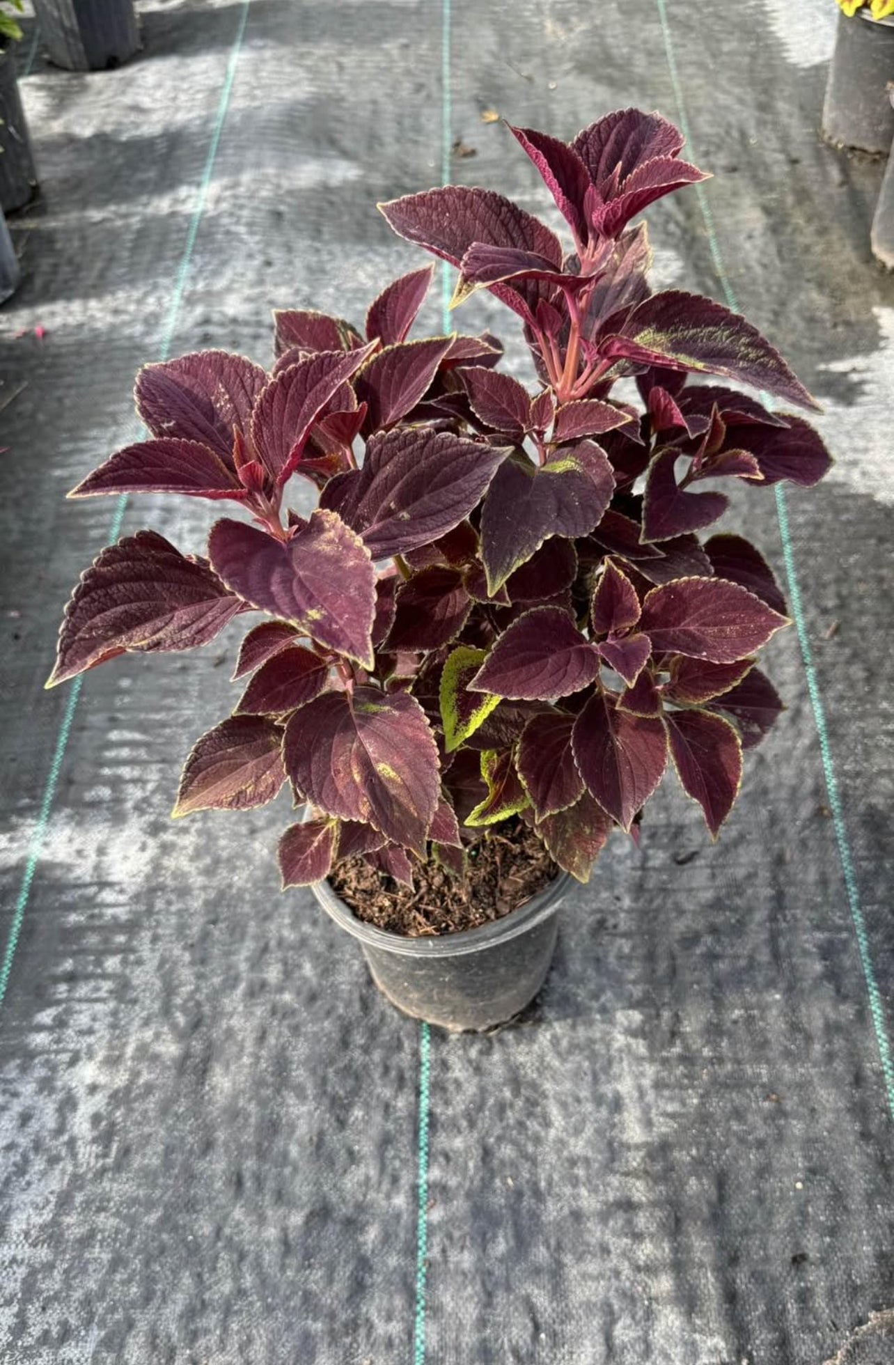 Stunning multicolored foliage in vibrant shades, easy to grow and low-maintenance—ideal for borders, containers, or as a striking accent in any space.