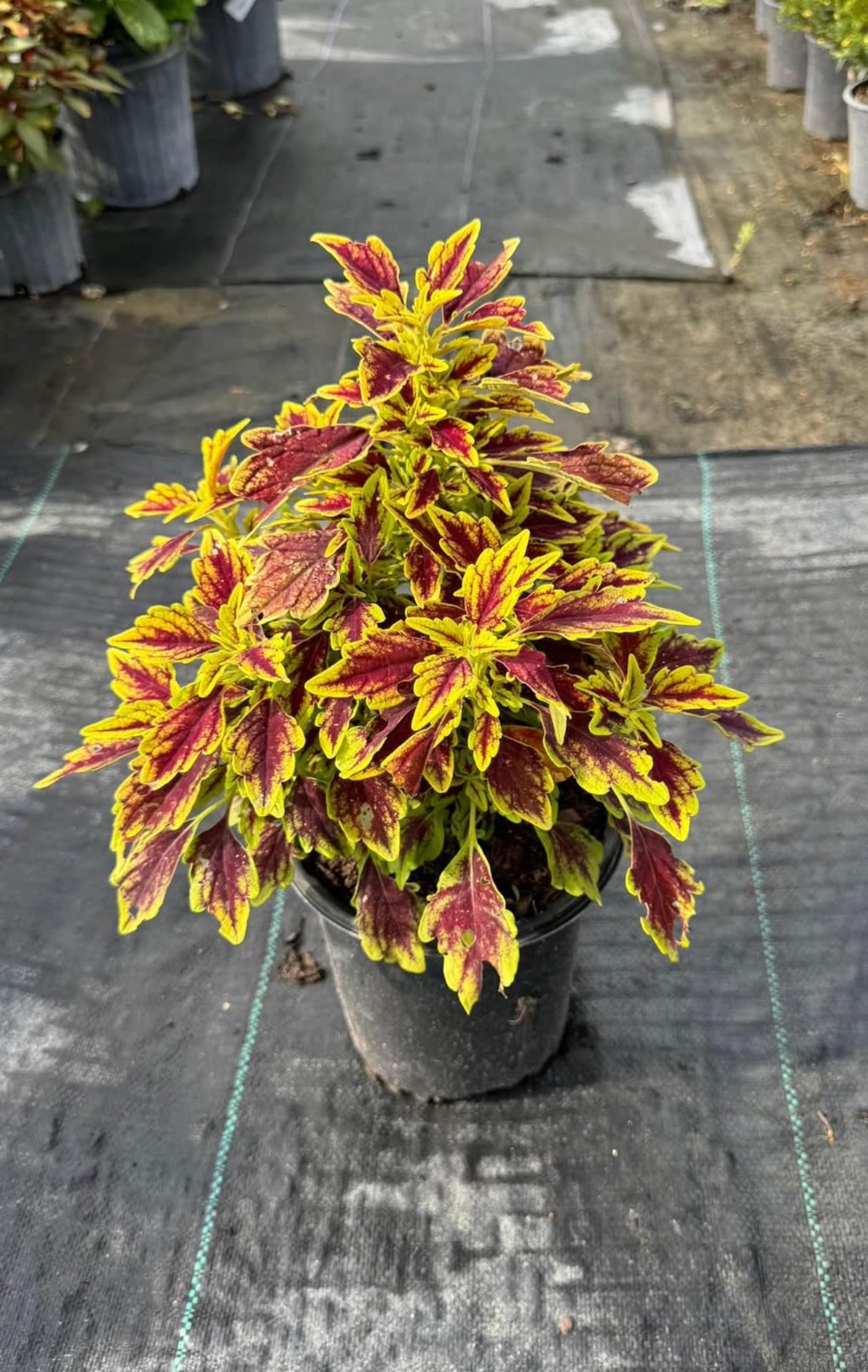 Stunning multicolored foliage in vibrant shades, easy to grow and low-maintenance—ideal for borders, containers, or as a striking accent in any space.