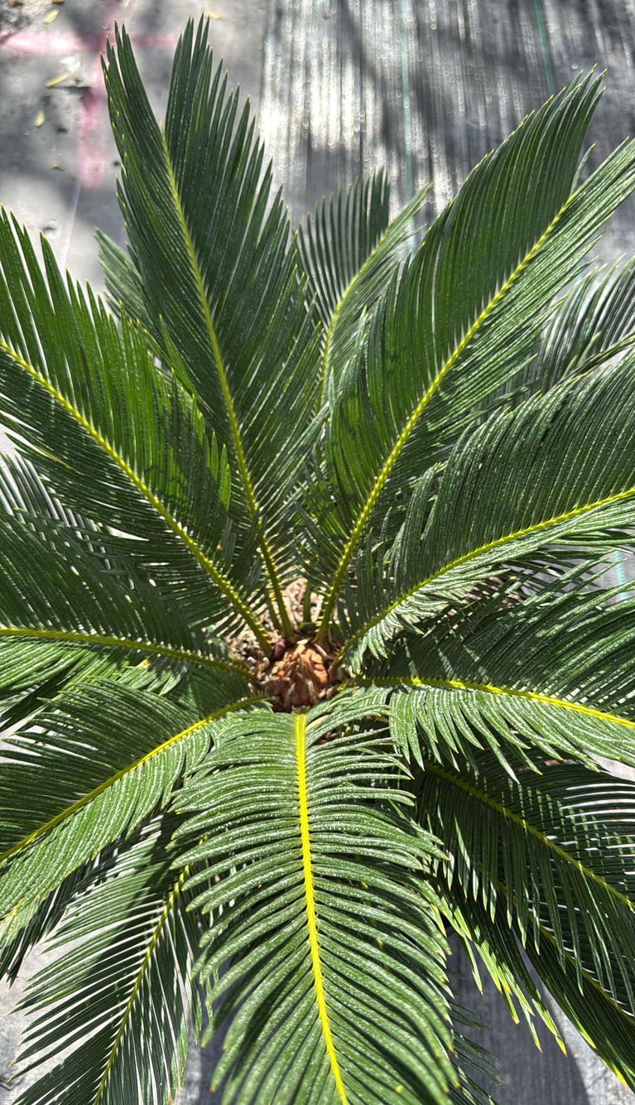 Known for its unique, feather-like fronds and slow growth, this plant thrives in both sun and partial shade. Ideal for gardens, patios, or as a statement piece in any yard. 
