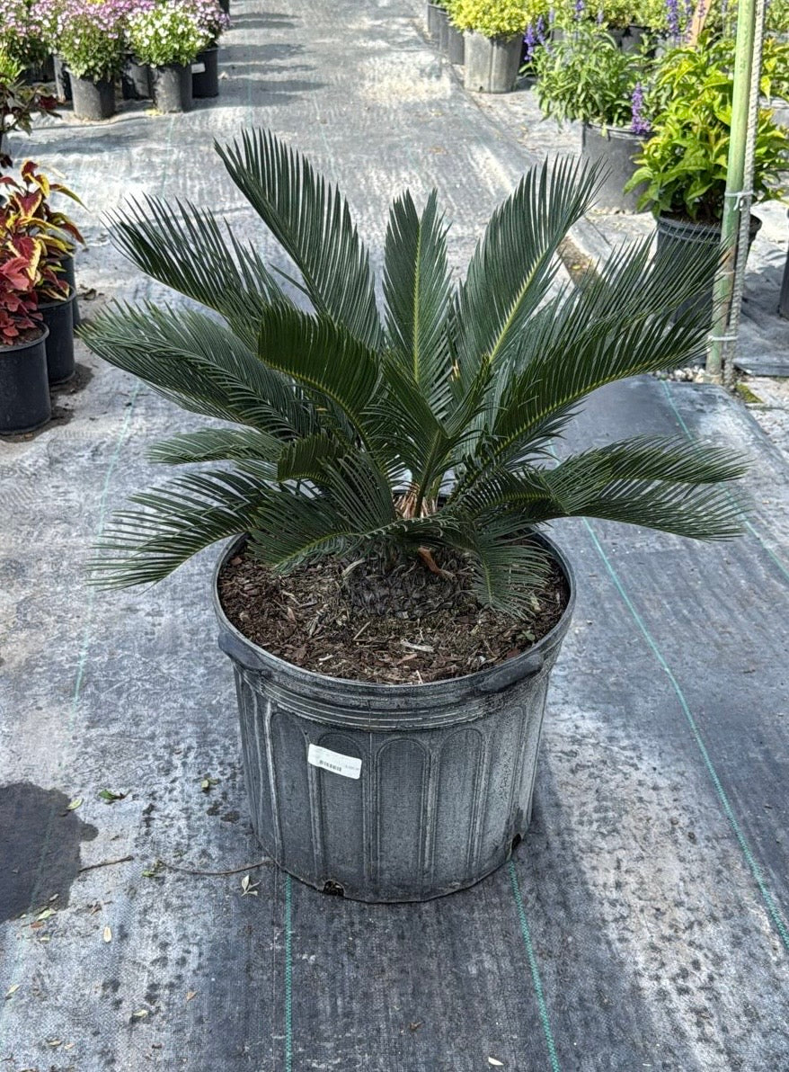 Known for its unique, feather-like fronds and slow growth, this plant thrives in both sun and partial shade. Ideal for gardens, patios, or as a statement piece in any yard. 