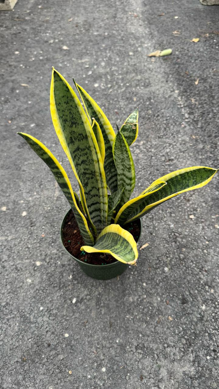 The Sansevieria is a resilient, low-maintenance indoor plant that’s perfect for beginners. With its sleek, upright green leaves, it adds a modern touch to any space. This air-purifying plant thrives in low light and requires minimal watering, making it an ideal choice for homes and offices.