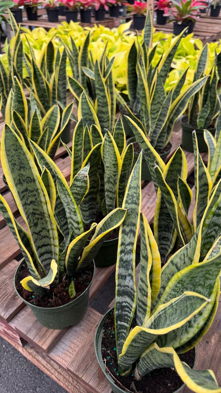 The Sansevieria is a resilient, low-maintenance indoor plant that’s perfect for beginners. With its sleek, upright green leaves, it adds a modern touch to any space. This air-purifying plant thrives in low light and requires minimal watering, making it an ideal choice for homes and offices.