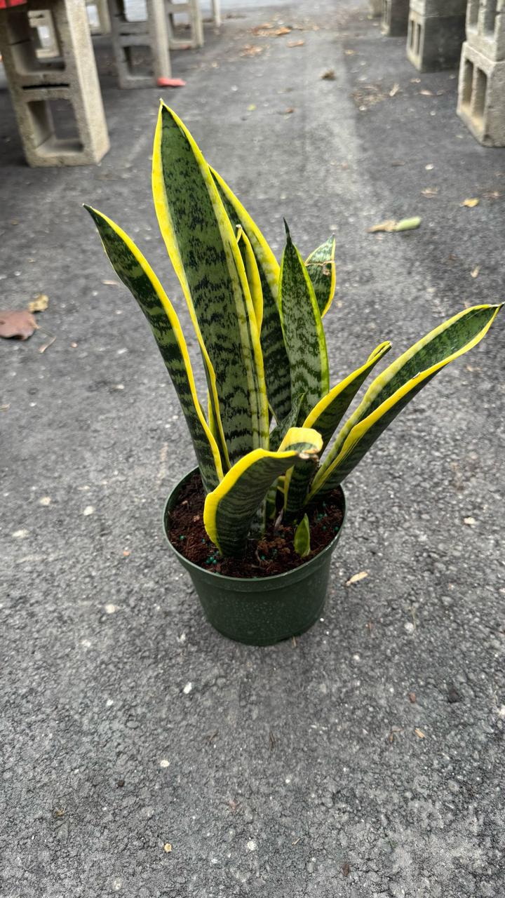 The Sansevieria is a resilient, low-maintenance indoor plant that’s perfect for beginners. With its sleek, upright green leaves, it adds a modern touch to any space. This air-purifying plant thrives in low light and requires minimal watering, making it an ideal choice for homes and offices. 