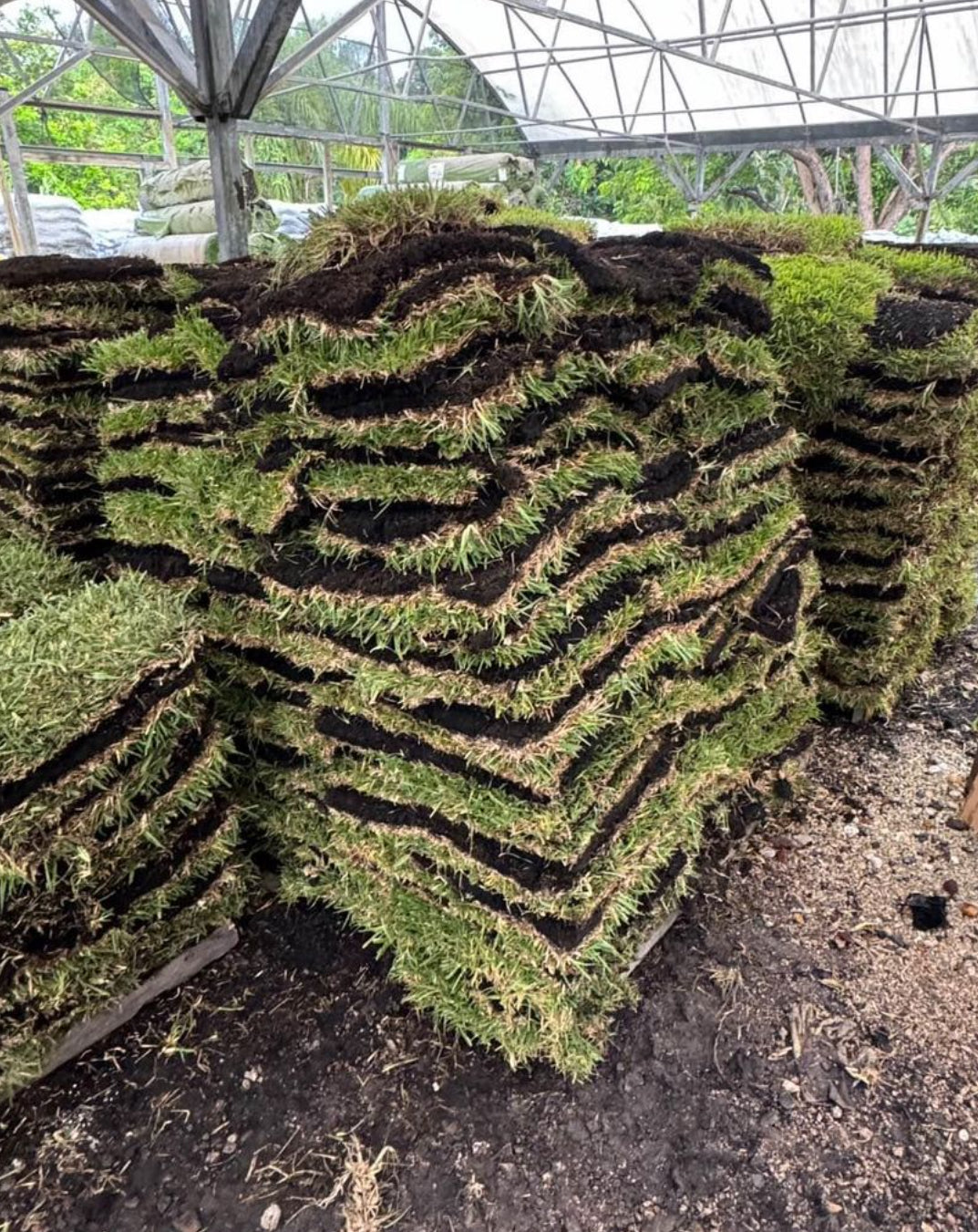 St. Augustine sod is a top choice for warm-season landscapes, known for its dense, lush, and vibrant green appearance. It provides quick coverage, is highly resilient, and easy to maintain with routine mowing. Ideal for residential lawns, parks, and other landscapes in warmer climates, it adds a picturesque and durable touch to any outdoor space. 