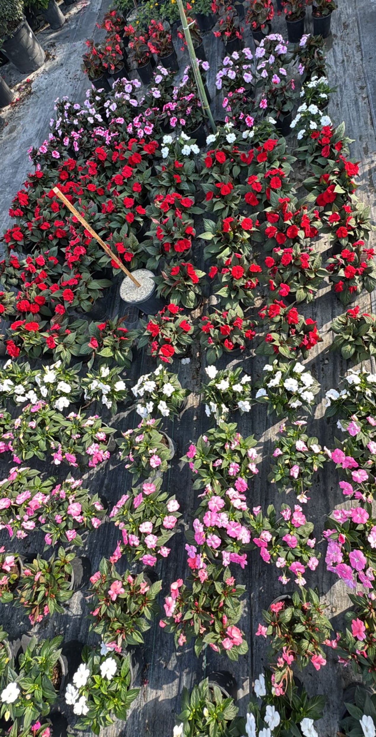 A resilient, low-maintenance hybrid that thrives in sun or shade, blooming from spring to fall—perfect for borders, containers, or hanging baskets.