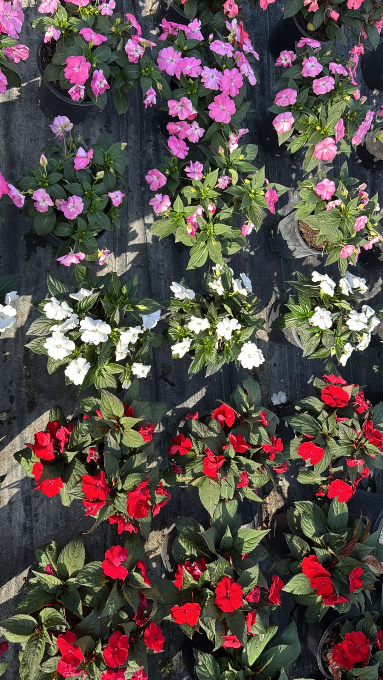 A resilient, low-maintenance hybrid that thrives in sun or shade, blooming from spring to fall—perfect for borders, containers, or hanging baskets.