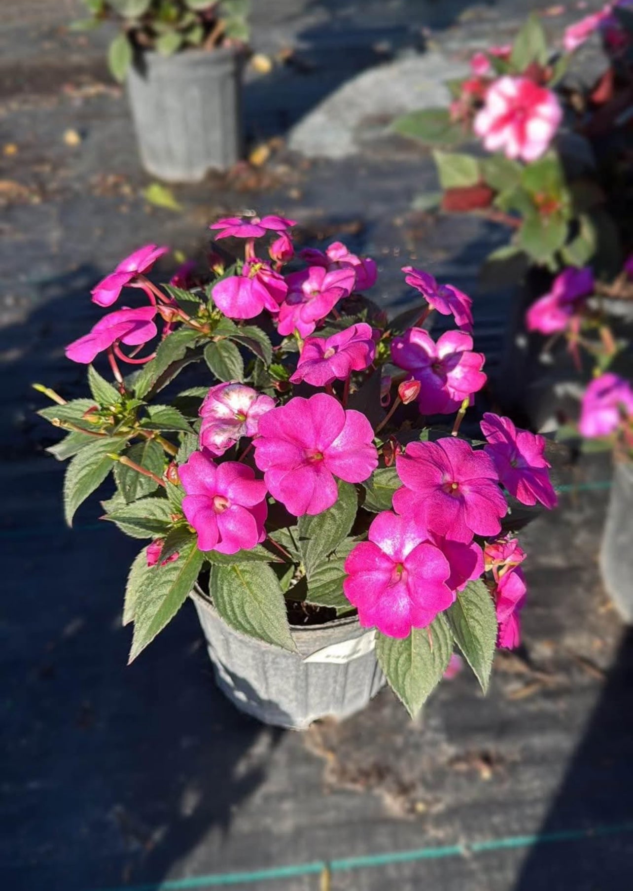 A resilient, low-maintenance hybrid that thrives in sun or shade, blooming from spring to fall—perfect for borders, containers, or hanging baskets.