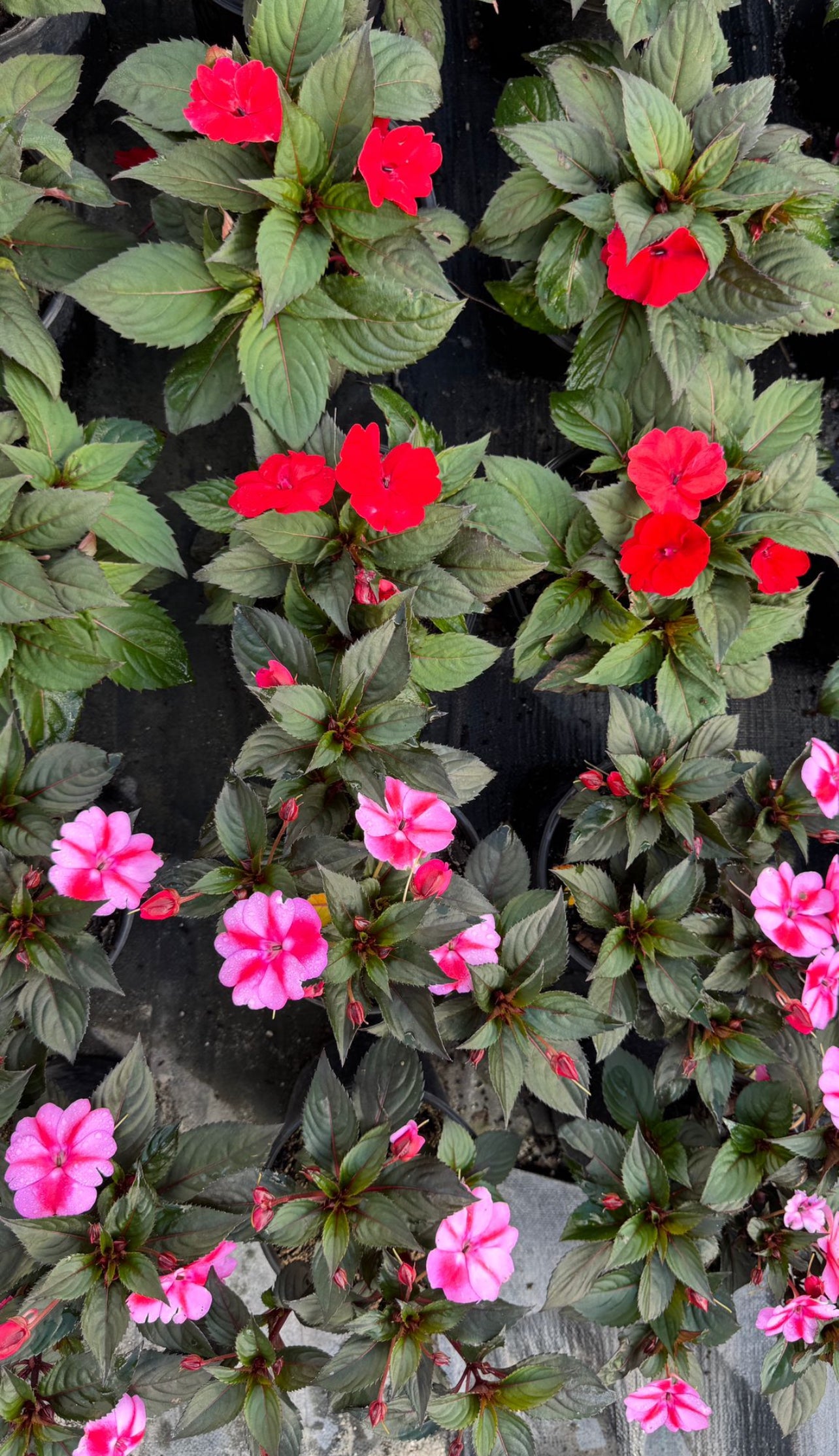 A resilient, low-maintenance hybrid that thrives in sun or shade, blooming from spring to fall—perfect for borders, containers, or hanging baskets.