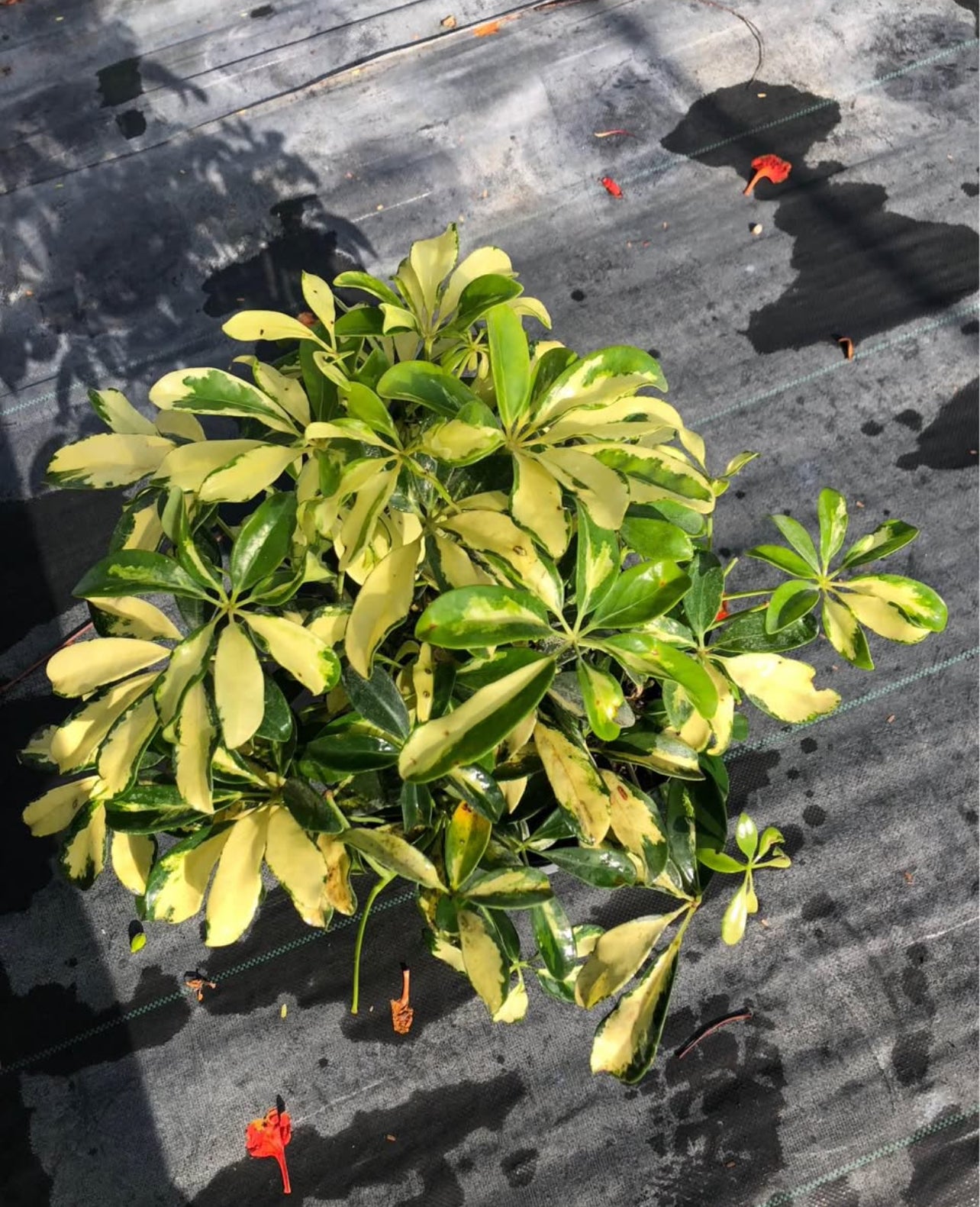 This stylish garden accent is designed to withstand the elements while adding a touch of sophistication to your garden or patio. Perfect for creating focal points, edging pathways, or complementing your plants, Trinette offers both functionality and aesthetic appeal. Easy to install and maintain, Trinette is the ideal choice for elevating the look of your outdoor environment.