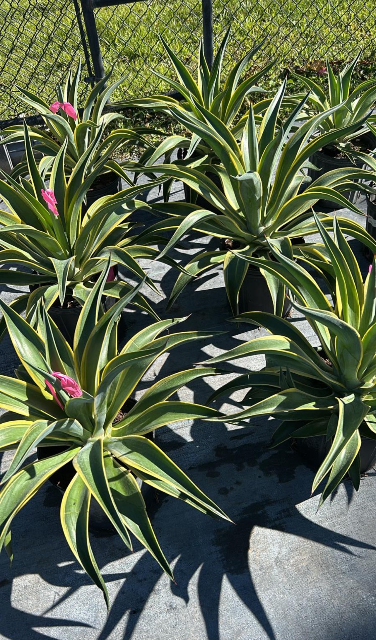 Agave Variegated – Garden Sensation