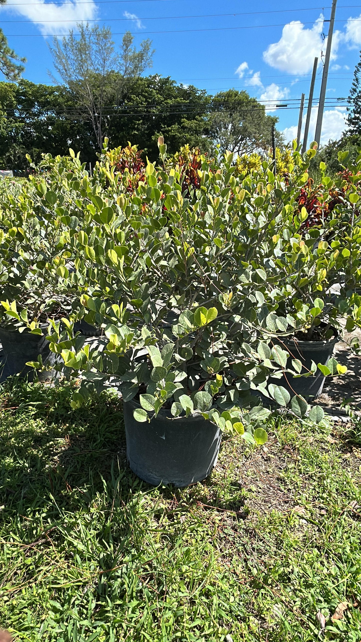 Cocoplum