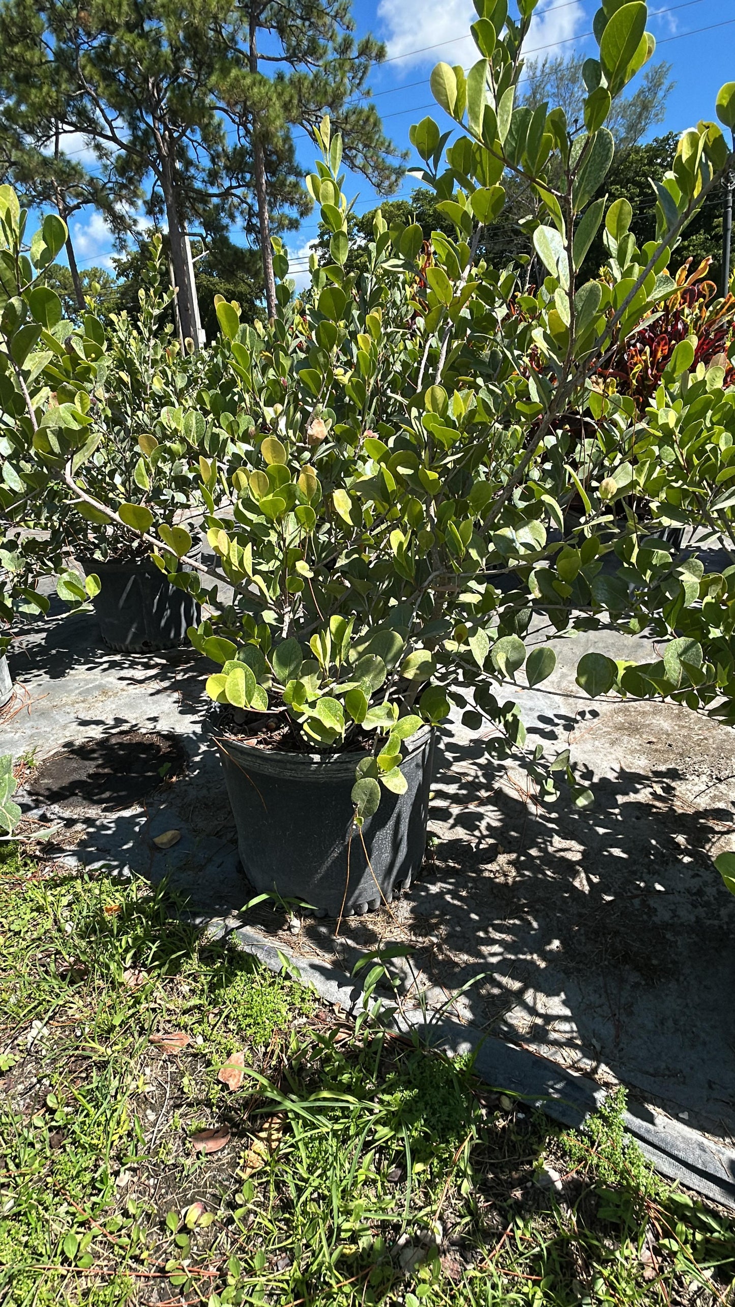 Cocoplum