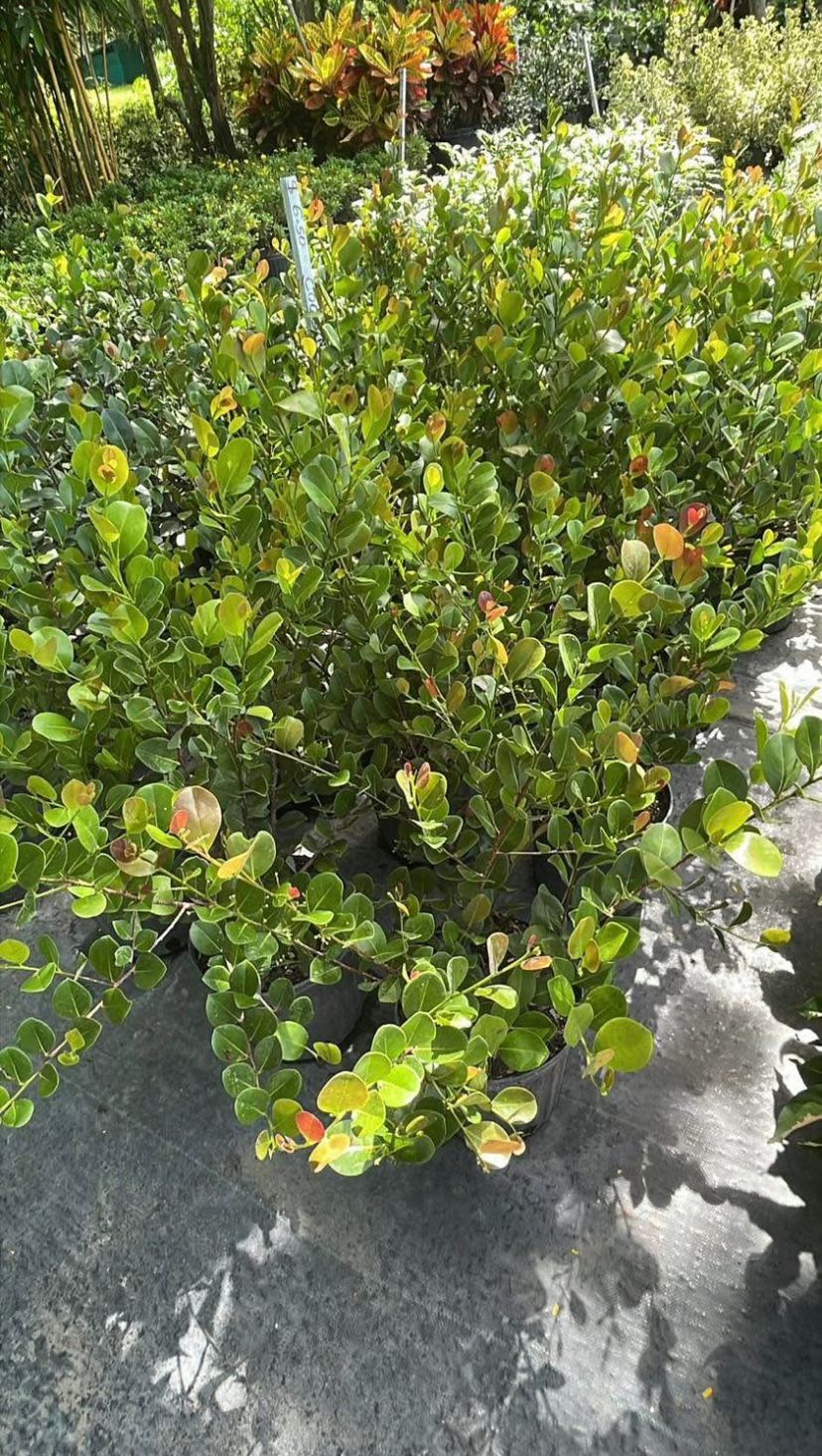 Cocoplum