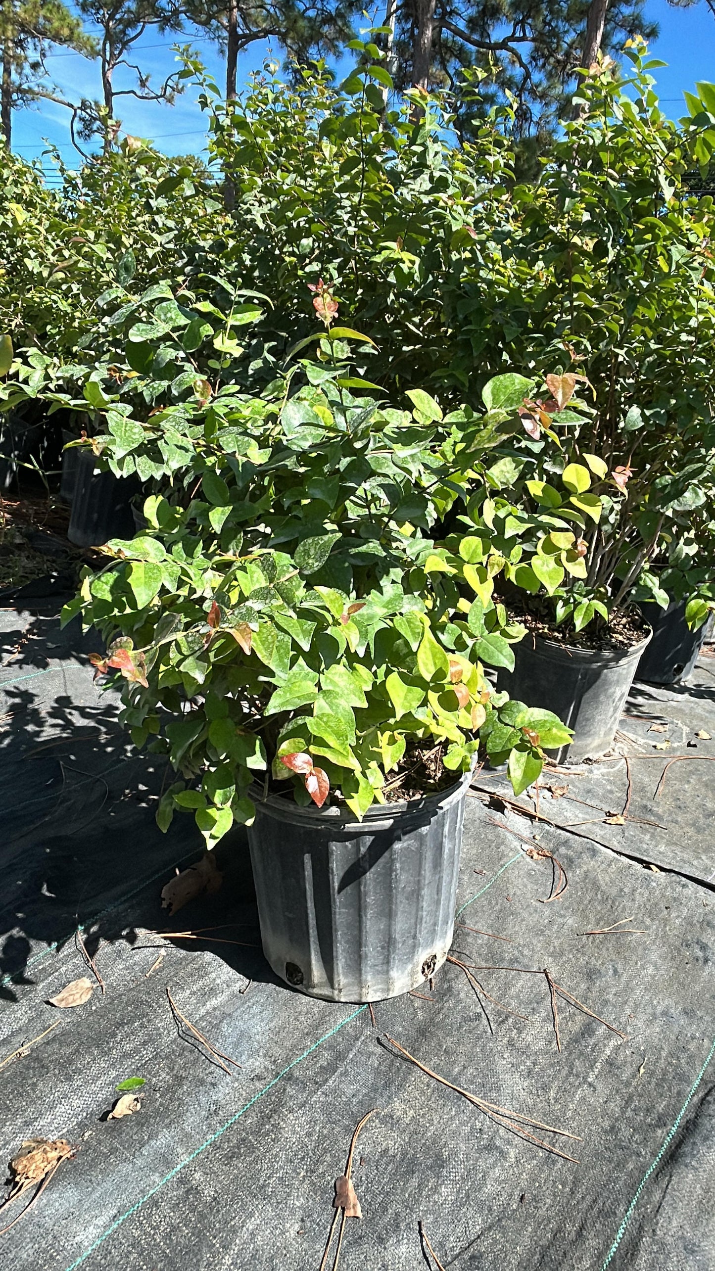 Cherry Hedges