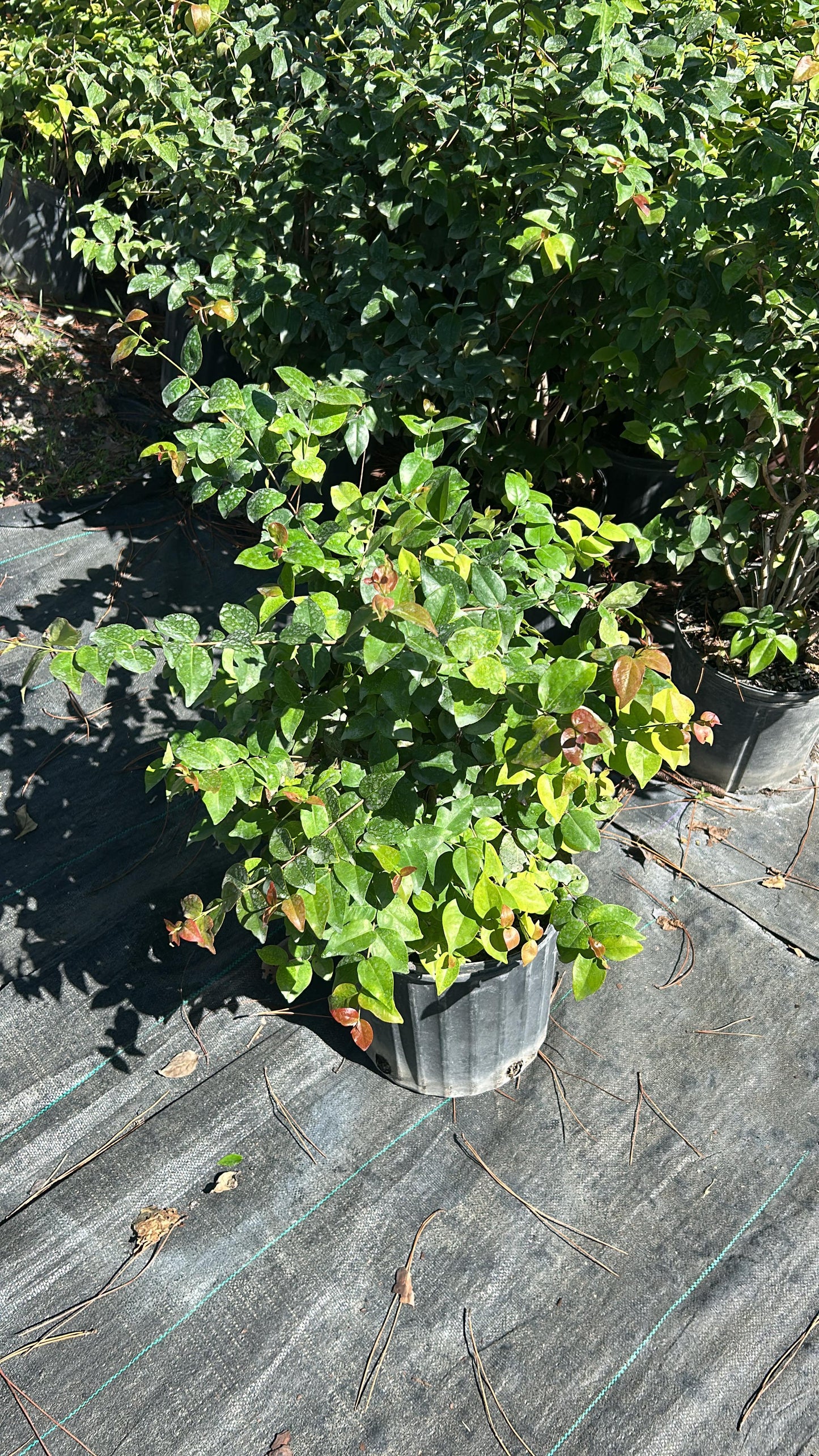 Cherry Hedges