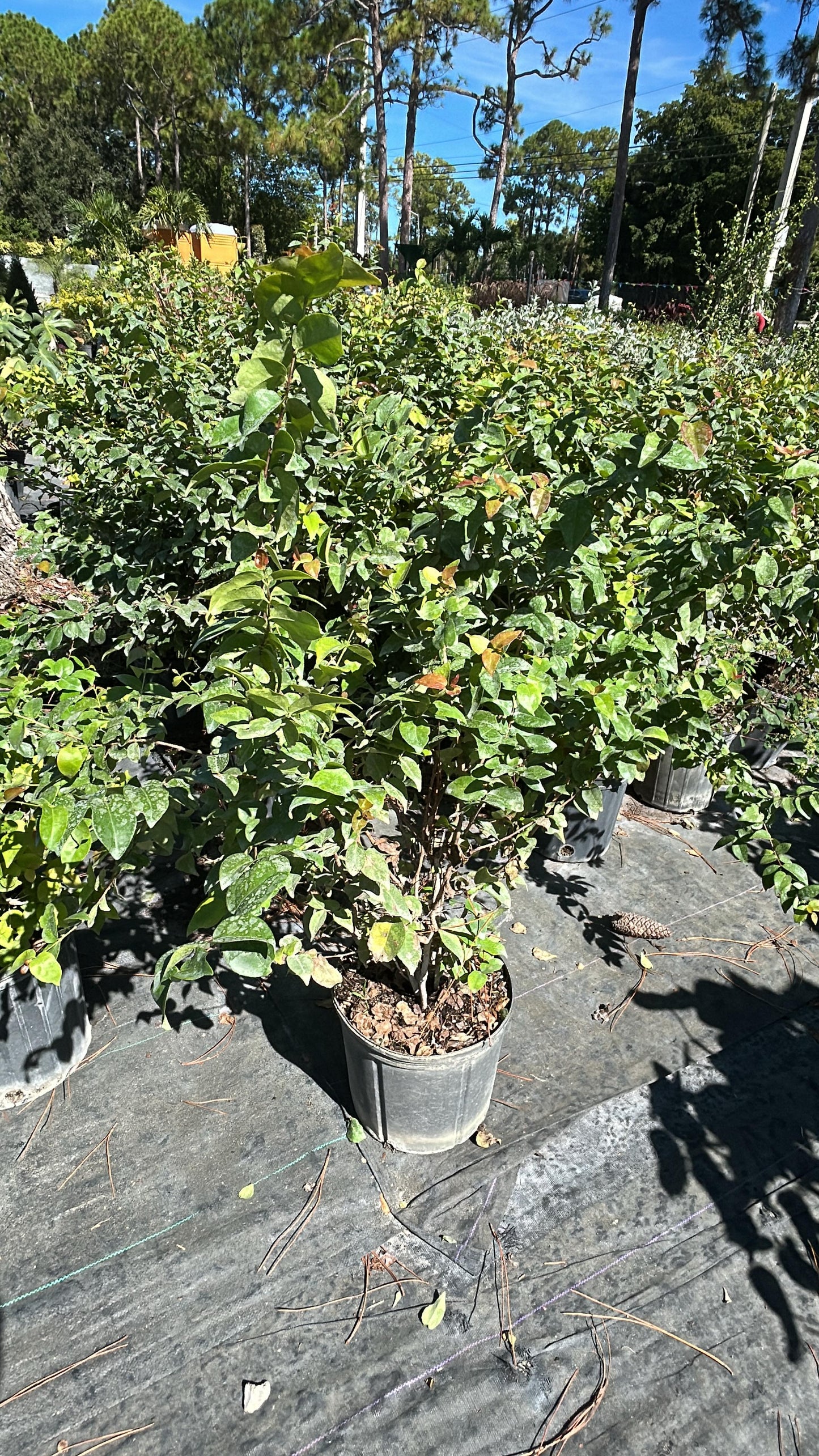 Cherry Hedges