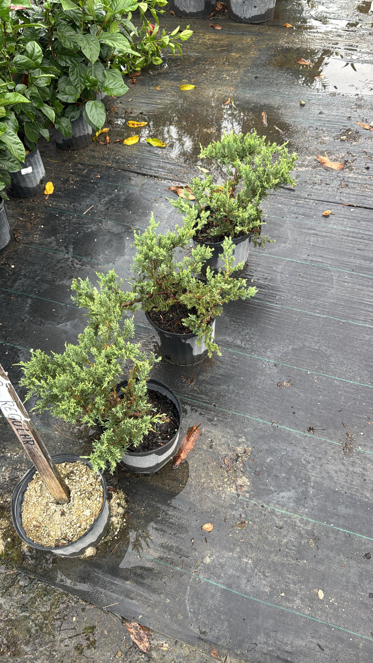 Juniper Regular