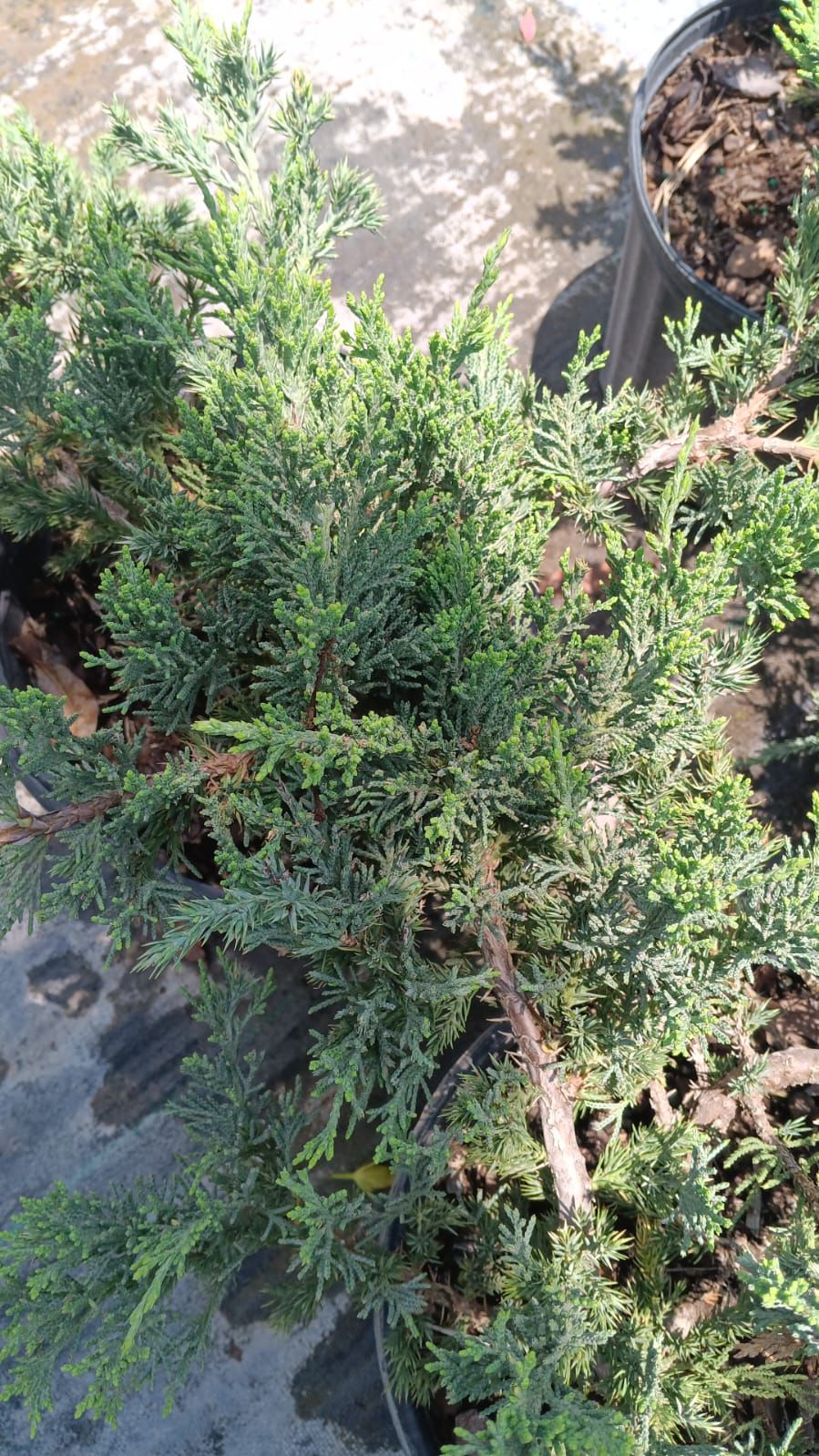 Juniper Regular