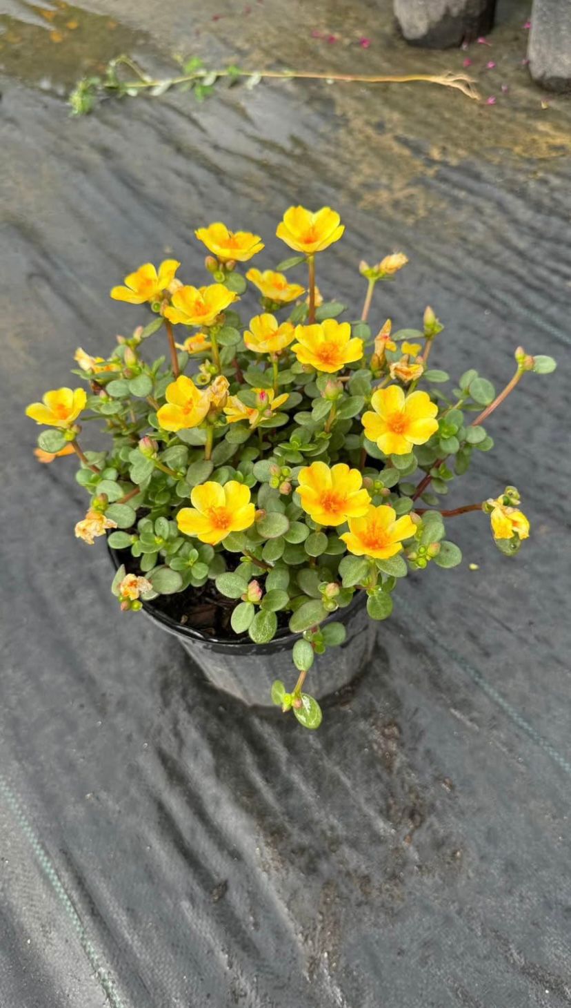 moss rose hanging plant Portulaca (Moss Rose) – Garden Sensation