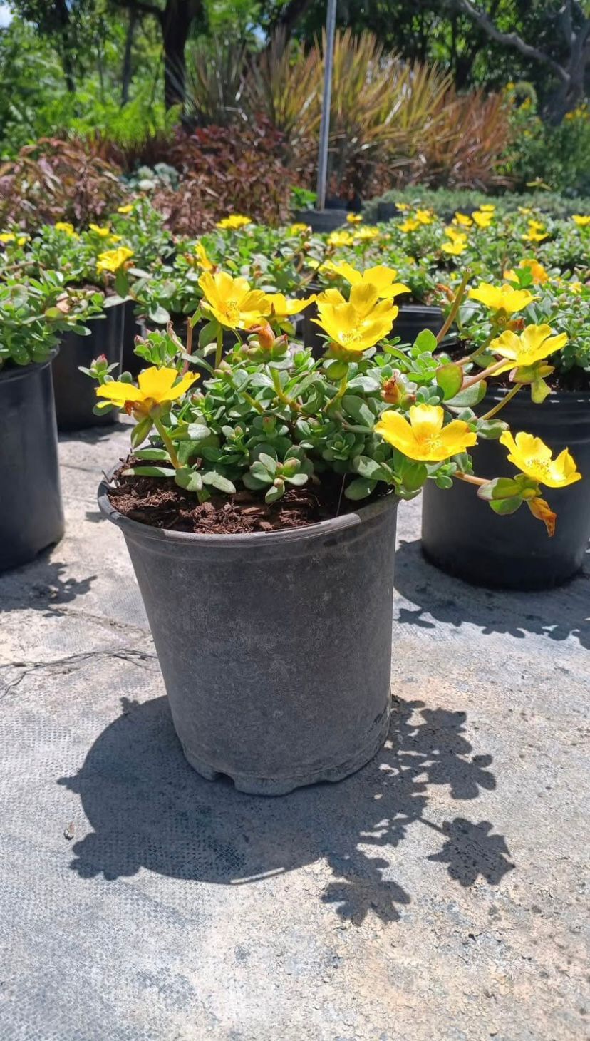 Portulaca (Moss Rose)