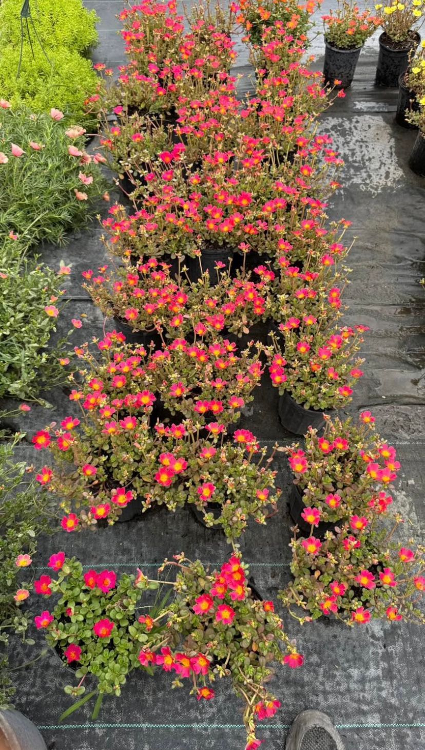 Portulaca (Moss Rose)