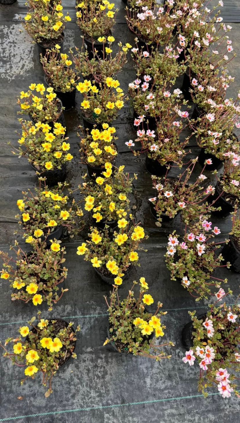 Portulaca (Moss Rose)