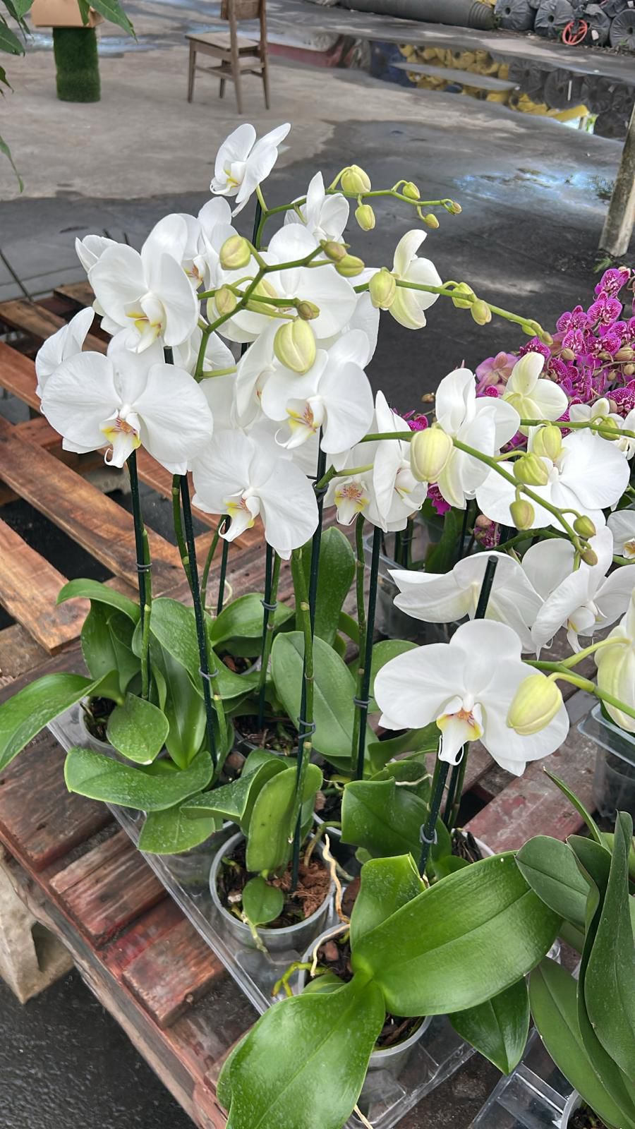 Indoor Orchid "Phalaenopsis"