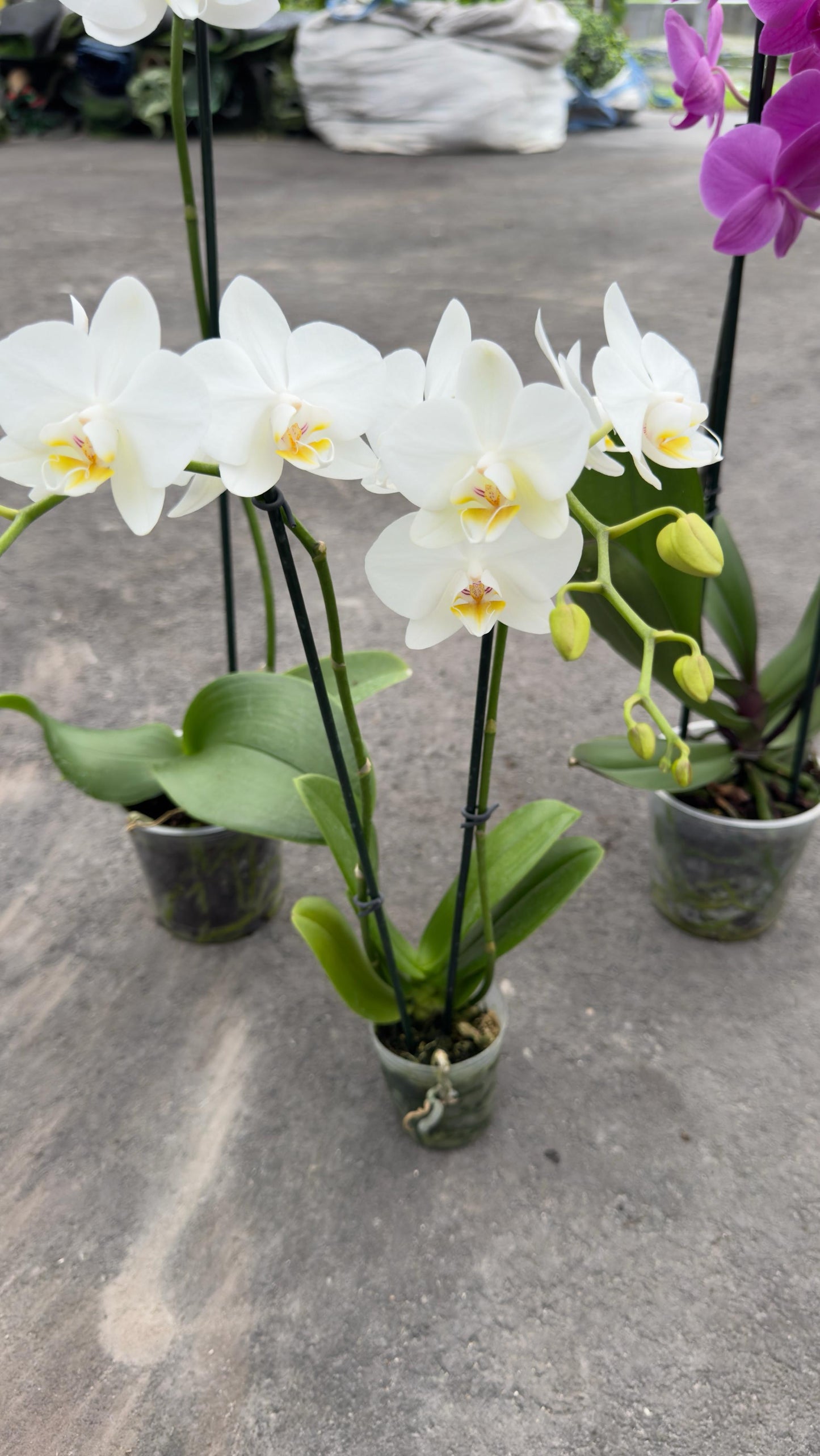 Indoor Orchid "Phalaenopsis"
