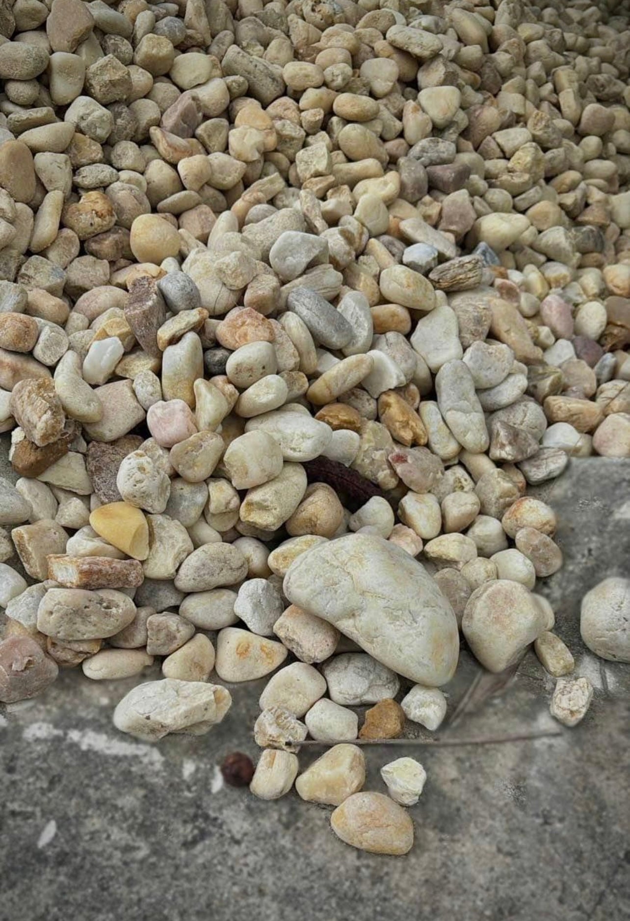 Bring a clean, polished look to your outdoor space with our smooth, rounded White River Rock. These stones are ideal for creating a fresh, modern aesthetic in gardens, pathways, water features, and more. 
Perfect for garden beds, walkways, patios, and accenting ponds or fountains. Adds a beautiful, versatile solution for erosion control and low-maintenance ground cover.