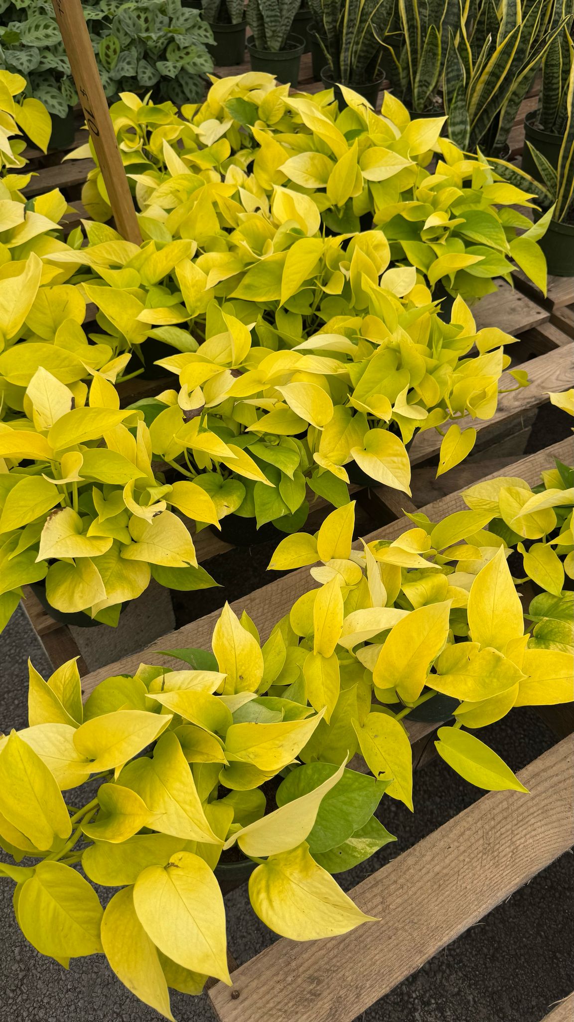 The Pothos is a versatile and low-maintenance indoor plant, perfect for both beginners and experienced plant lovers. Known for its trailing vines and vibrant green leaves, this plant thrives in a variety of lighting conditions, from low to bright, indirect light. The Pothos is also an excellent air-purifying plant, making it a great addition to any home or office.