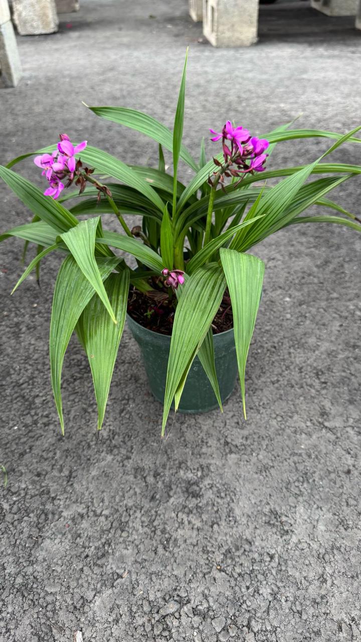 Bring elegance to your home or garden with our stunning purple orchid. Perfect for any setting, this easy-care plant adds a touch of sophistication and beauty with its vibrant blooms. Transform your space today.
