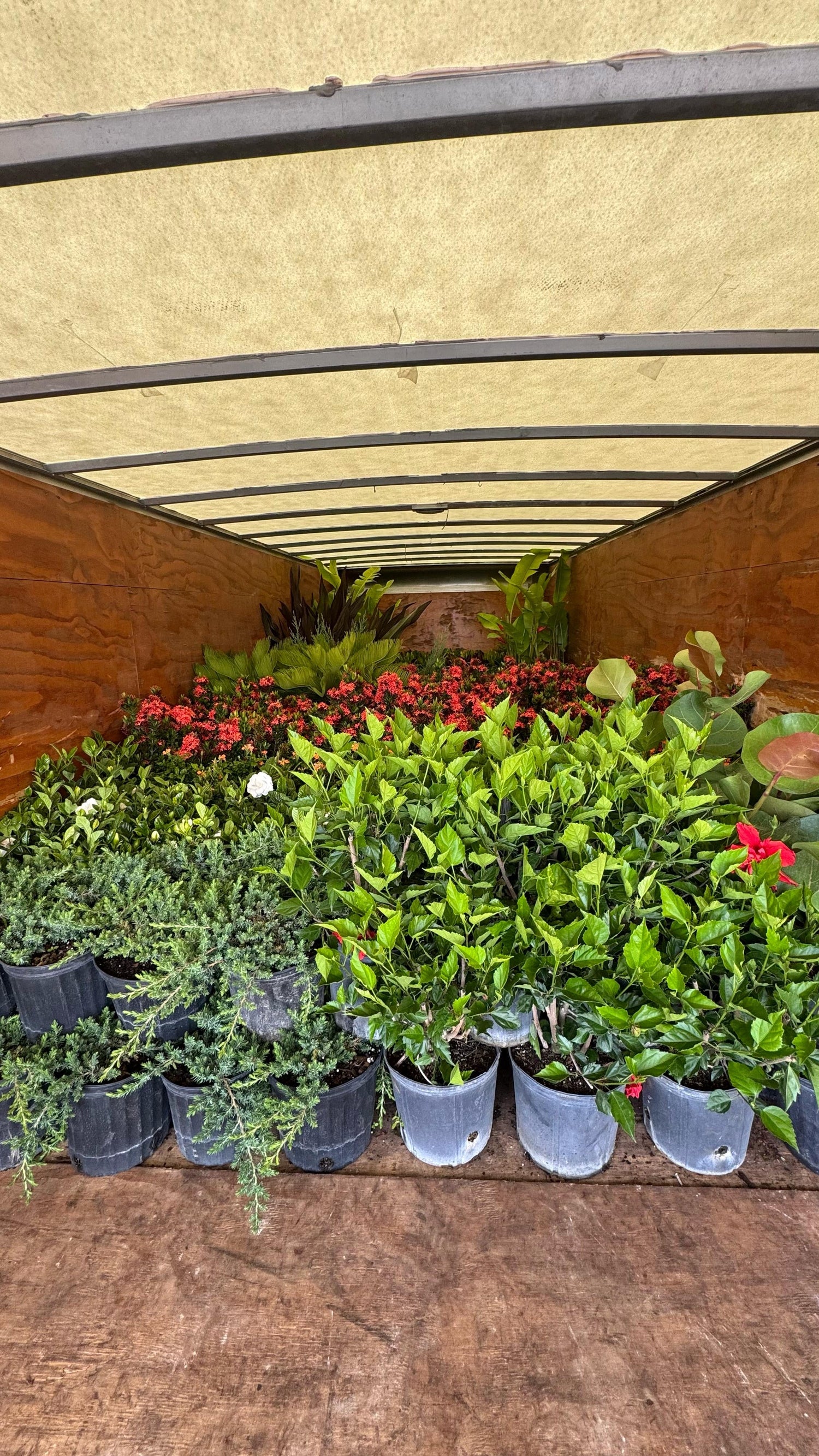 Indoor Plants