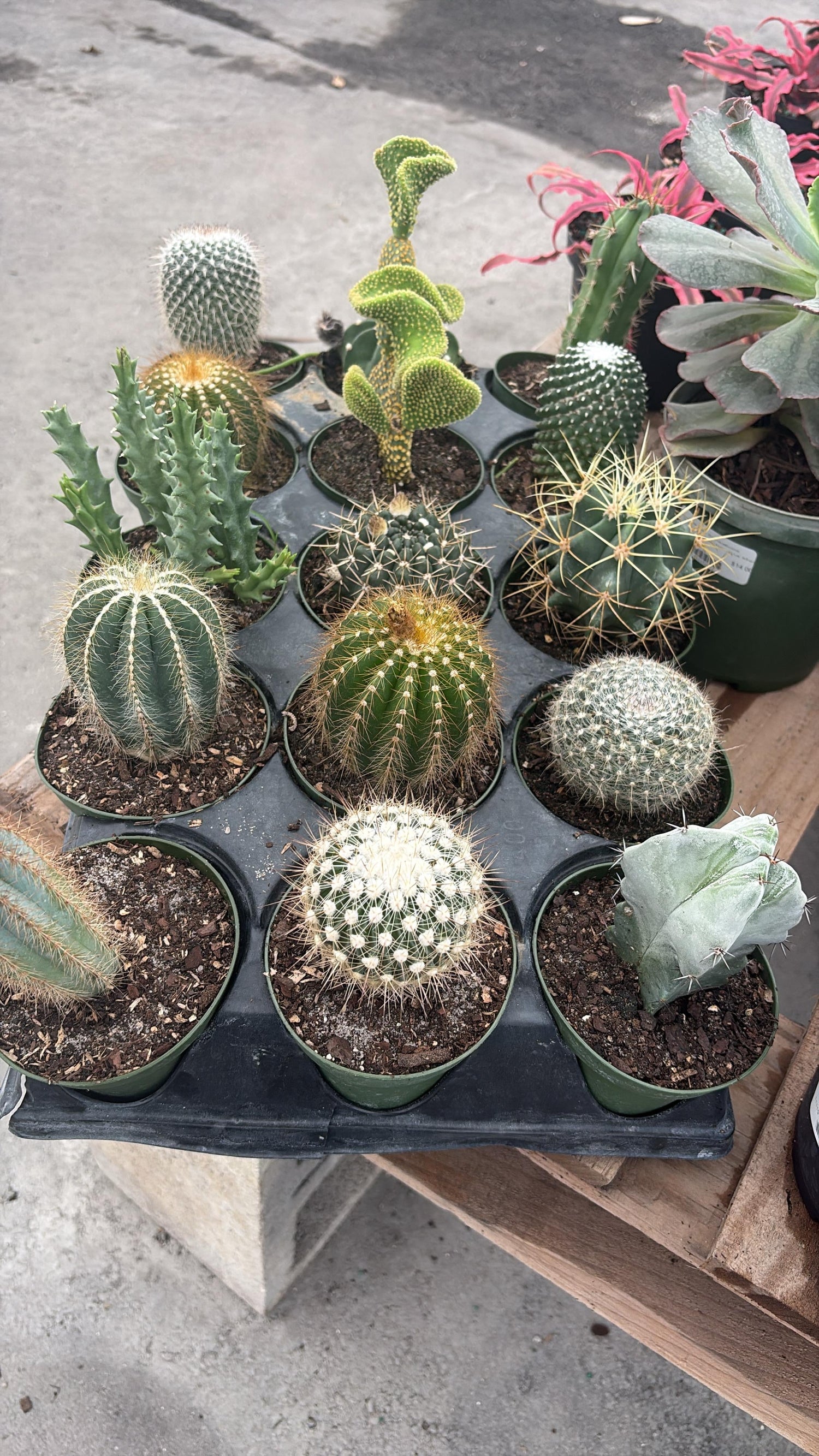 Cactus