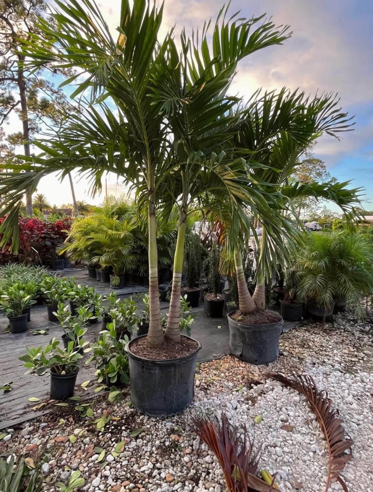 Palm Trees