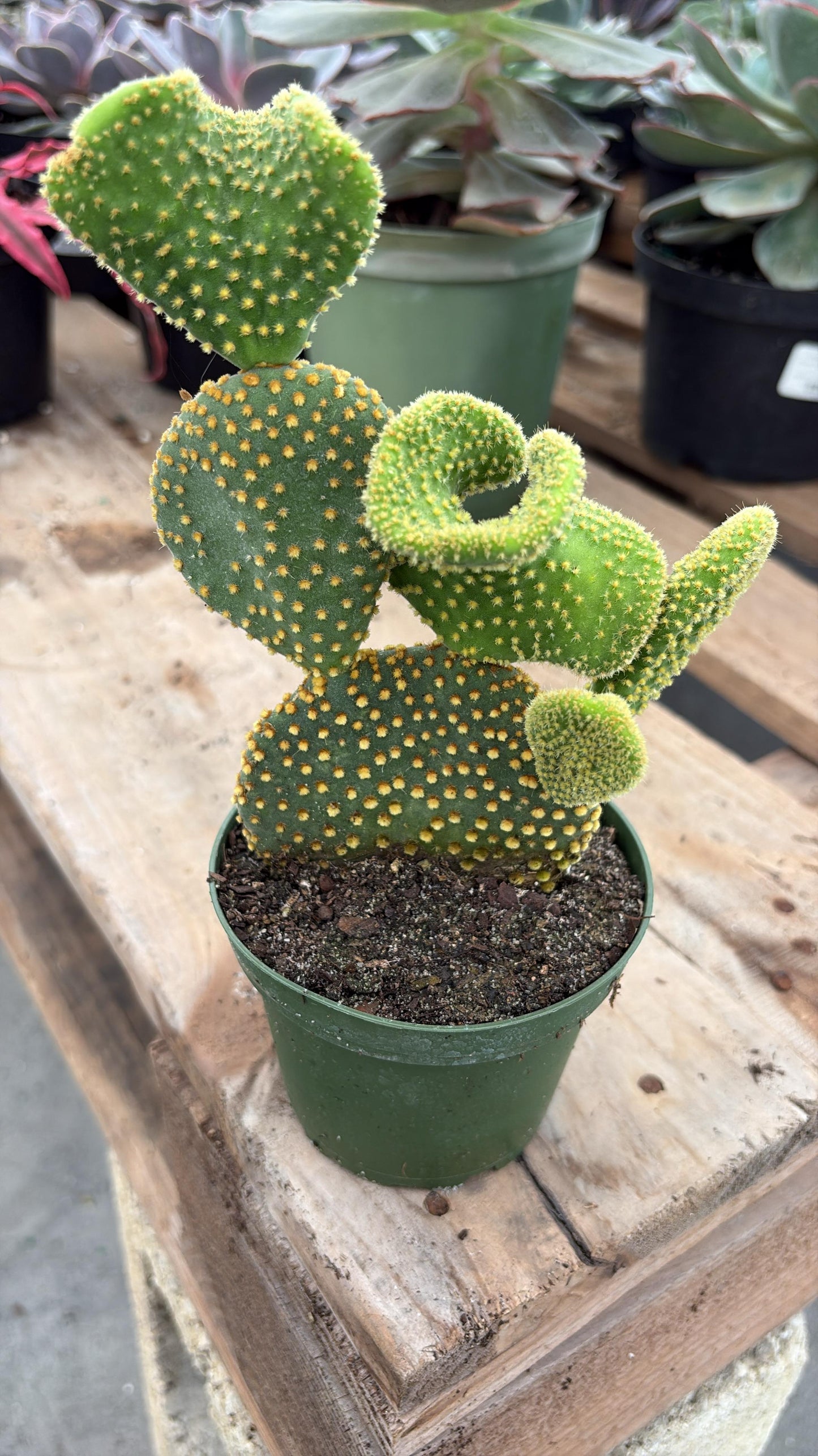 Crested Pad Cactus