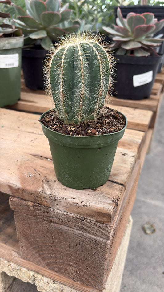 Blue Columnar Cactus