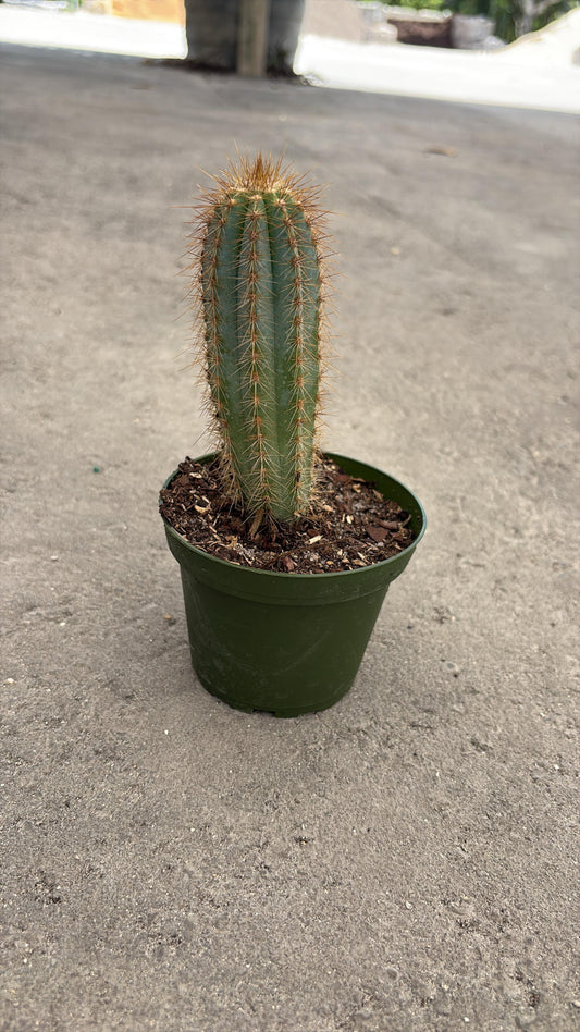 Slim Columnar Cactus