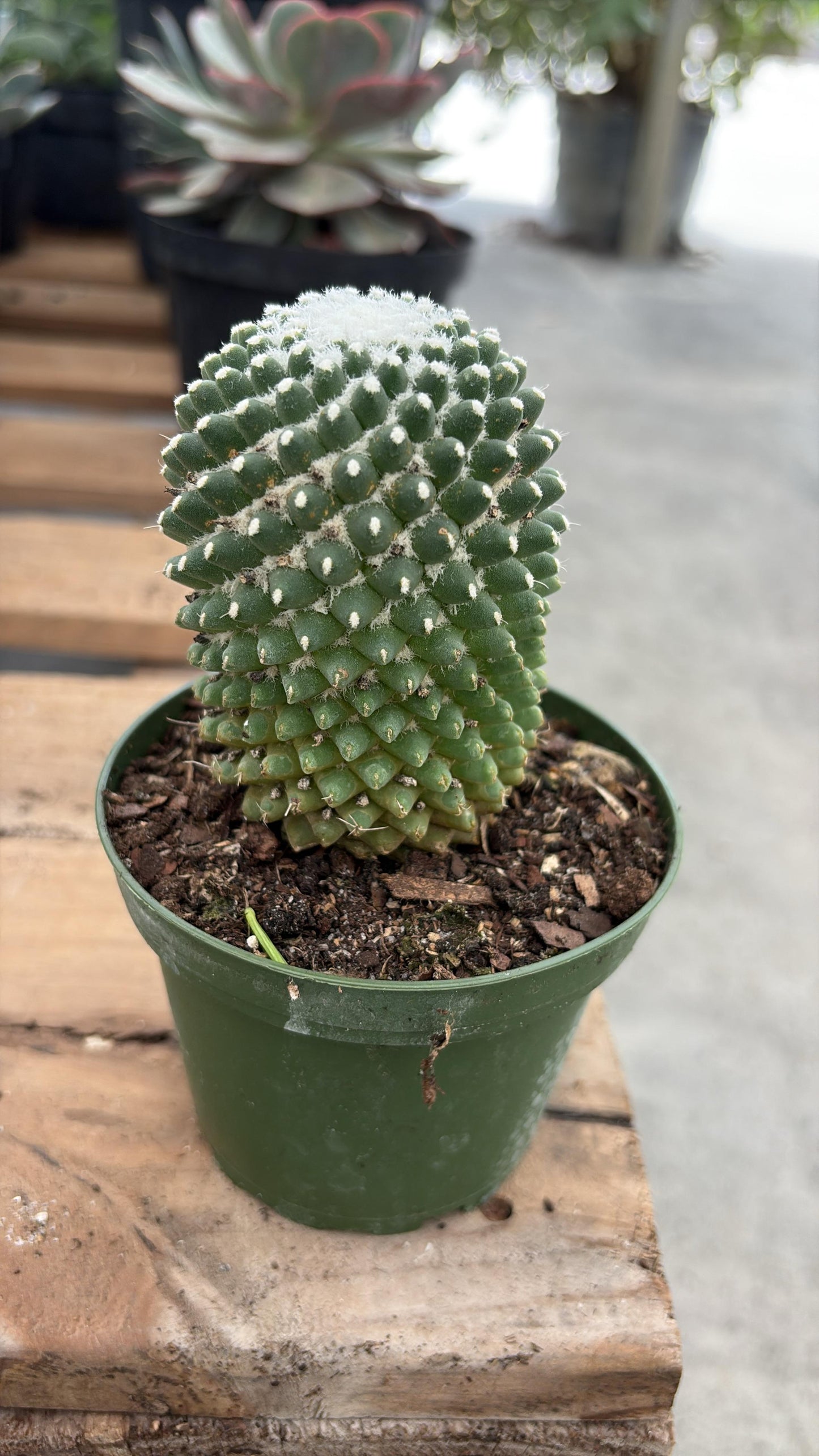 White Fuzzy Cactus