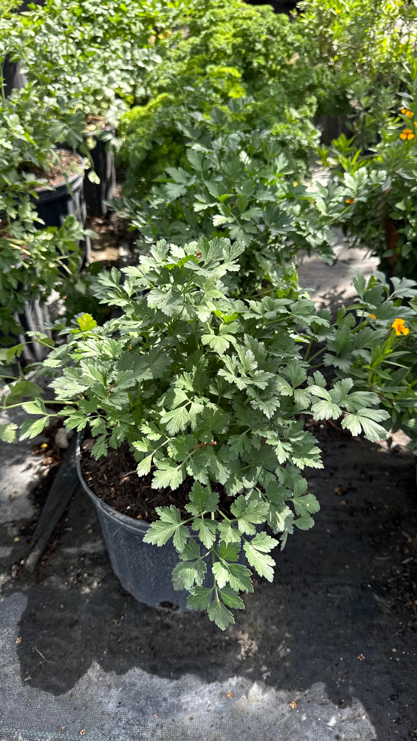 Parsley