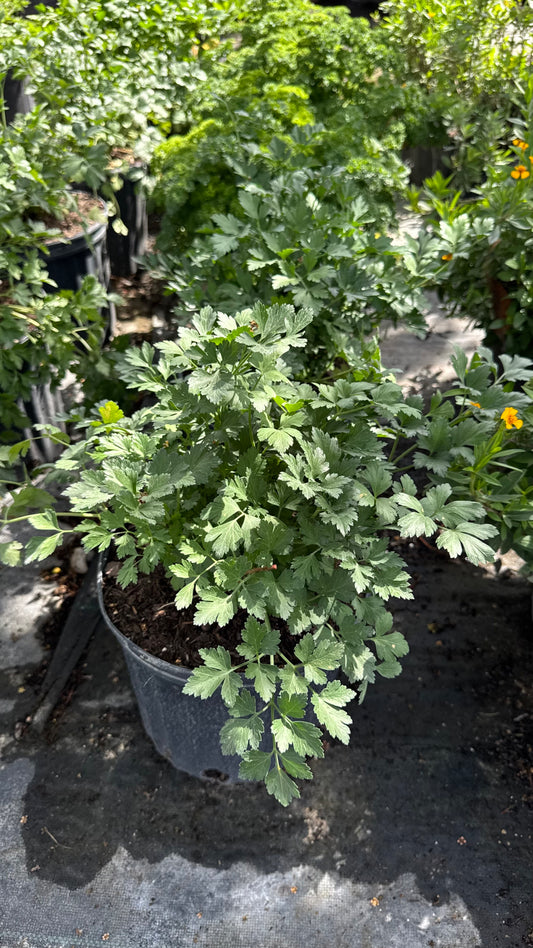 Parsley