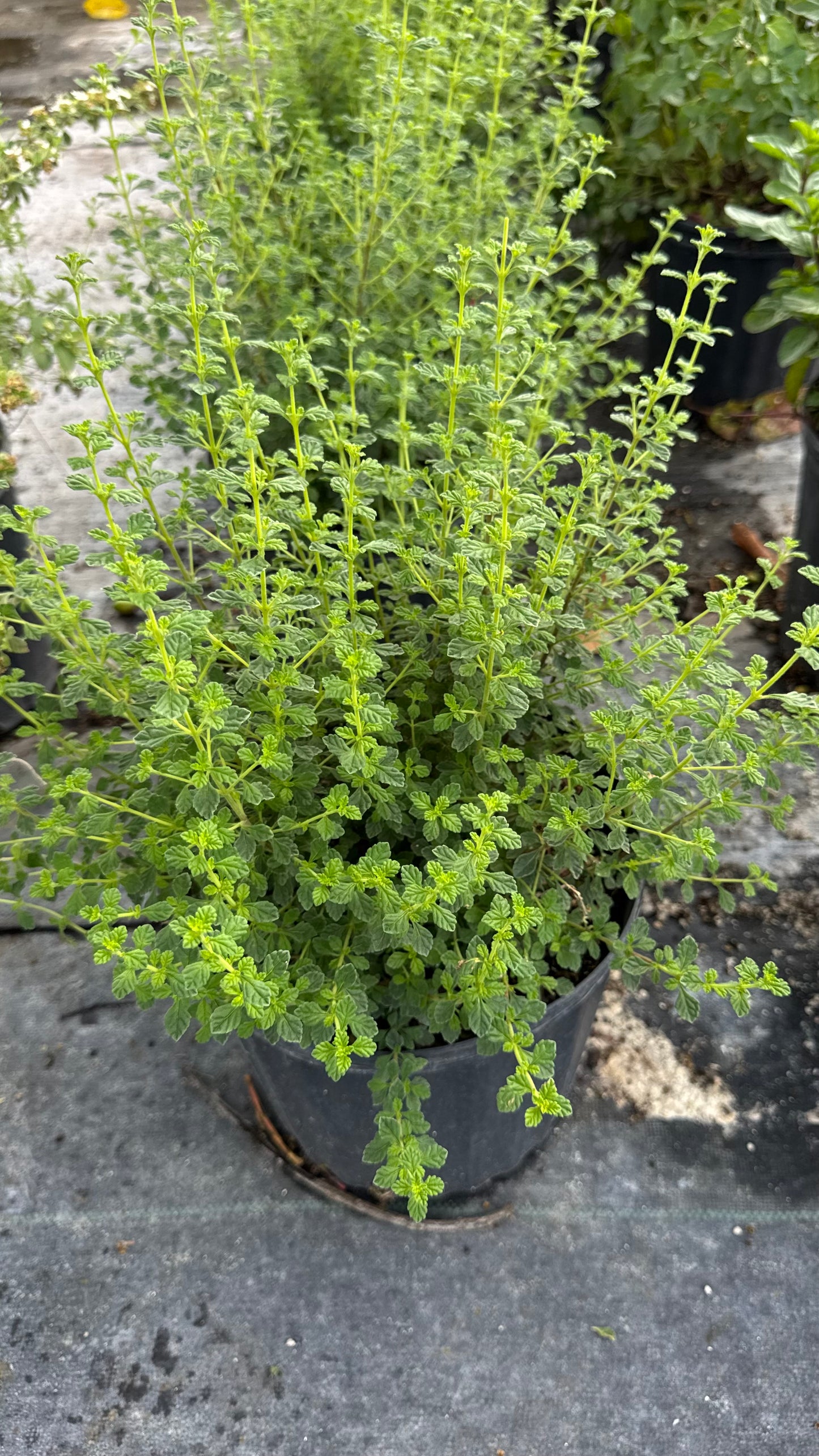 Oregano