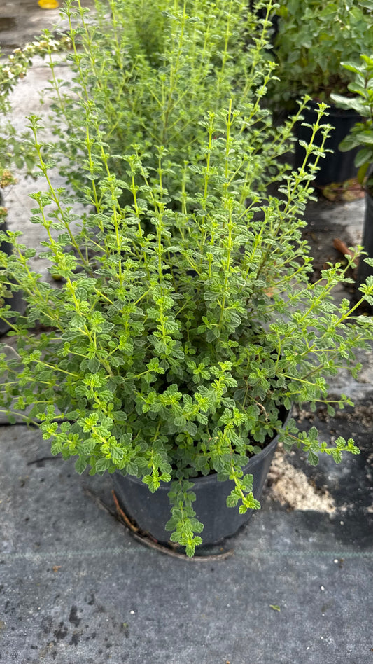 Oregano