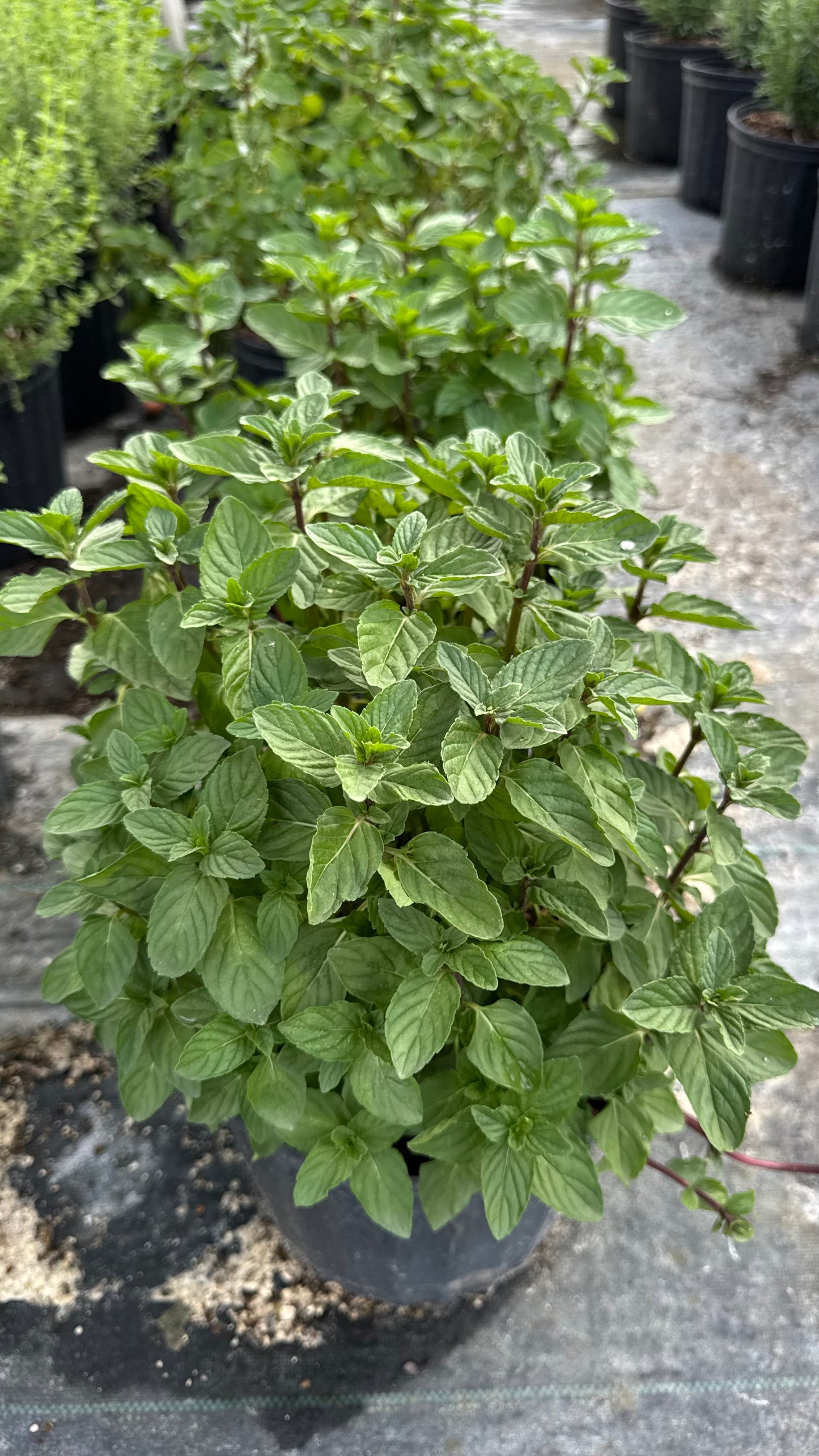 Mint