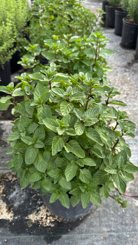 Mint