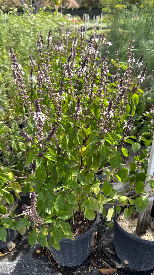 Basil