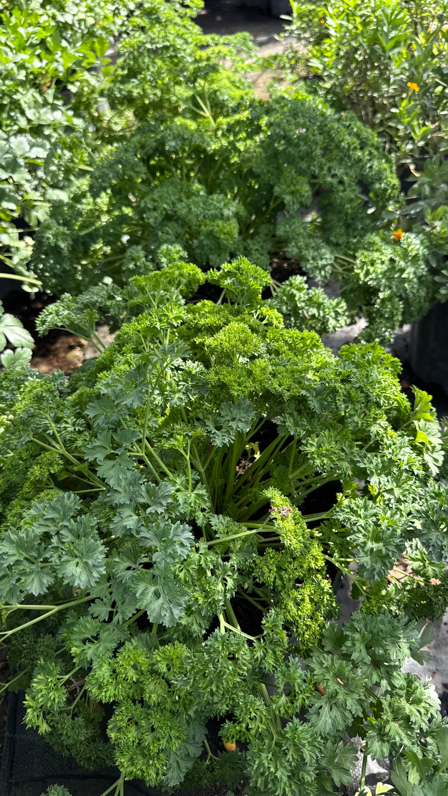 Curly Leaf Parsley