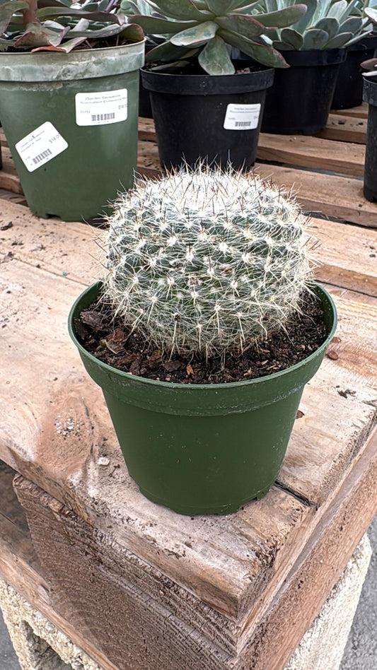 Silver Globe Cactus
