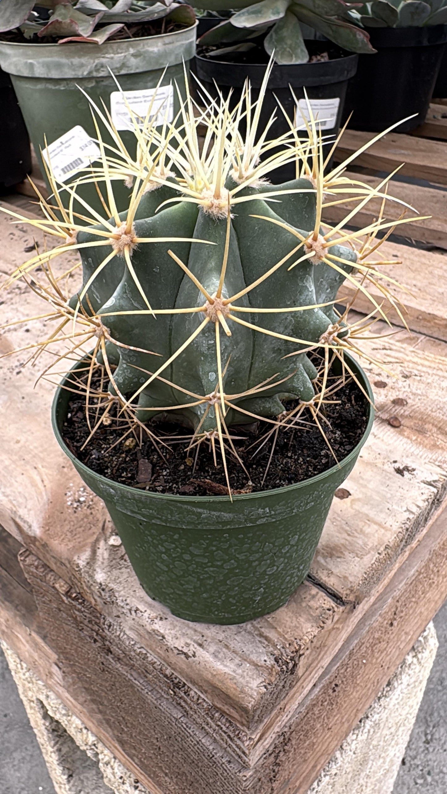 Golden Spine Barrel Cactus