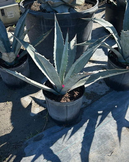 Transform your space with the striking Agave Blue, a stunning succulent known for its dramatic blue-green leaves and architectural beauty. Perfect for adding a touch of desert charm to your outdoor garden, patio, or as a statement piece in your home.