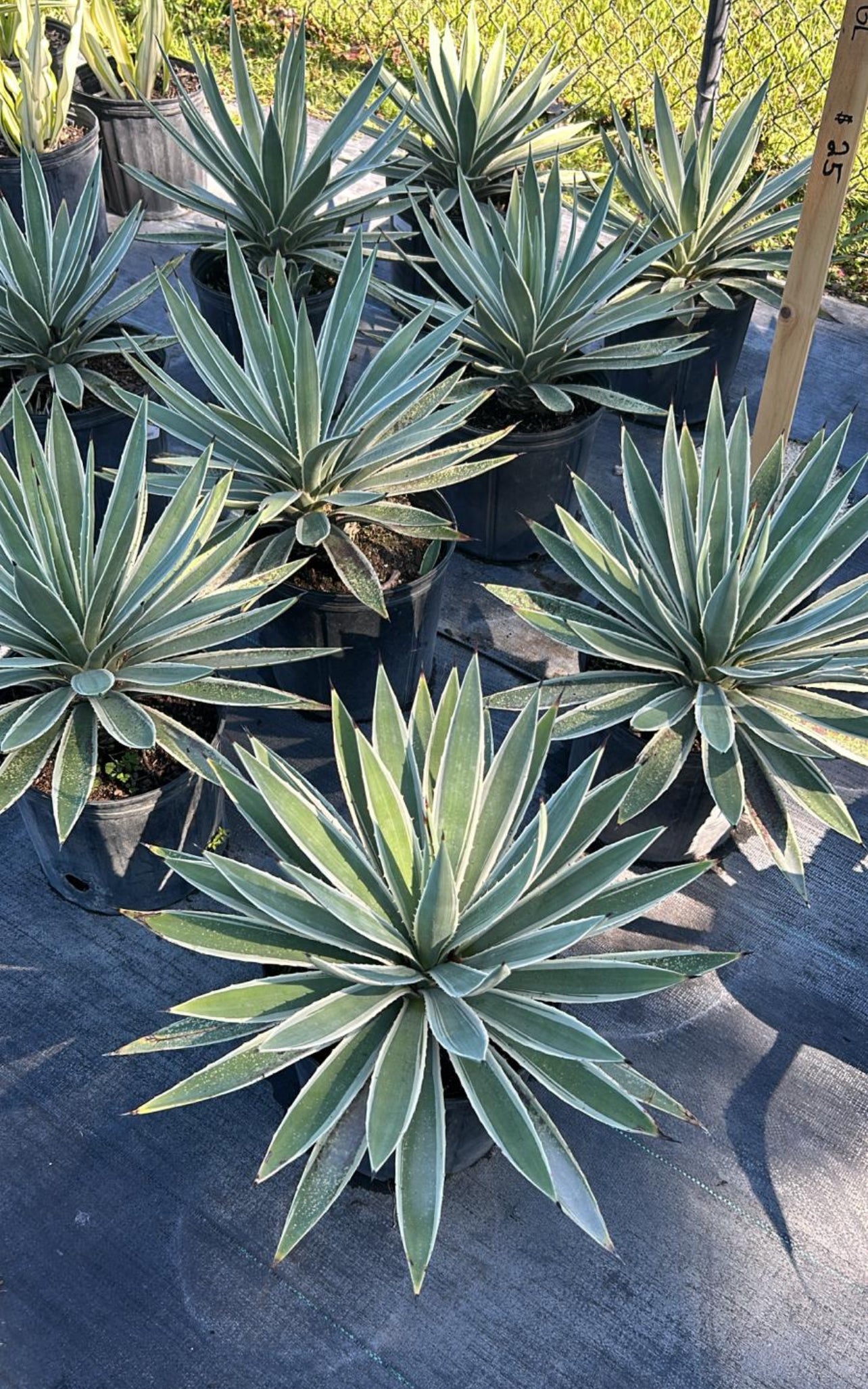 Drought-tolerant and sun-loving, this hardy succulent brings bold texture and striking architectural interest to any landscape. Its unique form and spiky leaves make it an eye-catching addition to rock gardens, xeriscaping, or modern outdoor spaces.